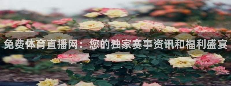 免费体育直播网：您的独家赛事资讯和福利盛宴